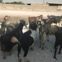 ۲۰راس بز جوان آبستن ۳راس زاییده