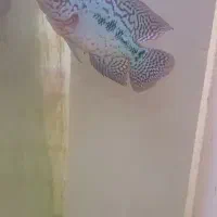 فلاور وارداتی کامفا و رد دراگون بیگ هد