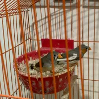 فنج زبرا|پرنده|اهواز, معین زاده|دیوار