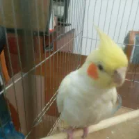 عروس هلندی لوتینو