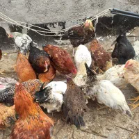 عروسک مرغ و خروس|اسباب‌بازی بچه|اردبیل, |دیوار