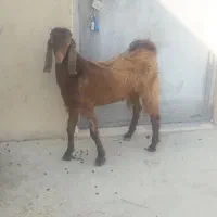 بز و کهره