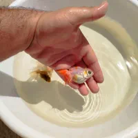 گلدفیش دوبندی درجه یک
