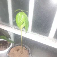 نهال انبه
