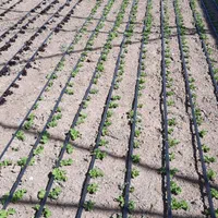 گلخانه اجاره ای ۳۱۶۸ متری|اجارهٔ دفتر صنعتی، کشاورزی، تجاری|قزوین, |دیوار