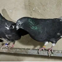 کبوتر پرشی|پرنده|تهران, جوادیه|دیوار