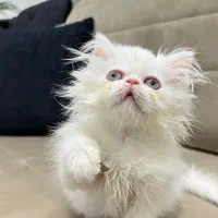 گربه خیلی باهوش تر تمیز ۳ ماه هم نداره