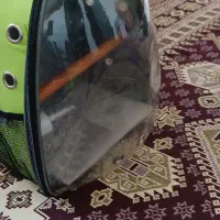 کیف حمل پرنده