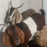 بز دامازلخ
