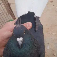 کفتر و کبوتر پرشی دم سفید دوکتی گرگی