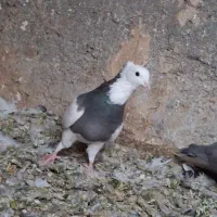 ماده طوقی