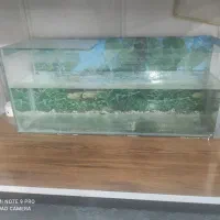 آکواریوم|ماهی|قم, شاد قلی|دیوار