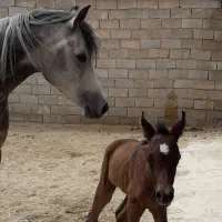 فروش اسب نریون عرب مدرکدار