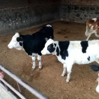 گوساله ماده سیمینتال