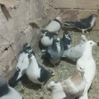 کبوتر پرشی|پرنده|نیشابور, مازول|دیوار