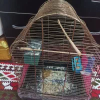 فروش طوطی برزیلی دستی|پرنده|میانه, |دیوار