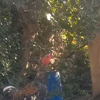 خروس و مرغ لاری|حیوانات مزرعه|طارم, |دیوار