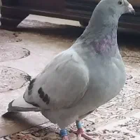 کبوتر پلاکی موریس دلبر