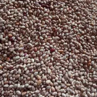 لوبیا چیتی|خوردنی و آشامیدنی|سراب, |دیوار