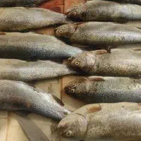 ماهی قزل آلا درجه یک،زیرقیمت