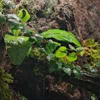 پالوداریوم جنگلی