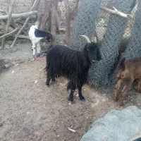 5 عد د بز بفروش میرسذ