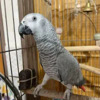 کاسکو باهوش