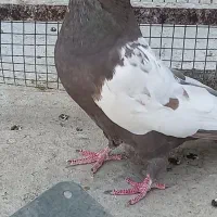 ماده دمبی ویه جفت شازده سرور وهما|پرنده|فلاورجان, |دیوار