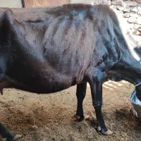 فروش یک عدد گاو و گوساله