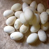 تخم غاز