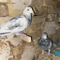 کبوتر پلاکی|پرنده|نورآباد ممسنی, |دیوار