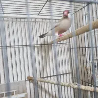 فنچ نرگسی|پرنده|بوشهر, |دیوار