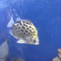 سیلور اسکات