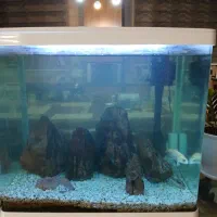 آکواریوم|ماهی|تهران, مینای جنوبی|دیوار