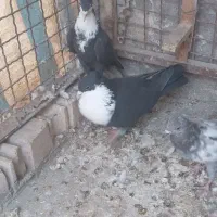 سینه کله پرشی غریب طوقی|پرنده|بجنورد, |دیوار