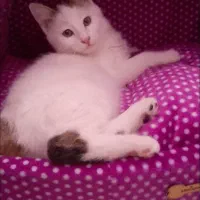 واگذاری گربه