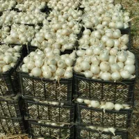 بذر پیاز سفید