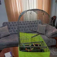 قفس پرنده|لوازم جانبی حیوانات|رباط‌کریم, مسکن مهر آبشناسان|دیوار