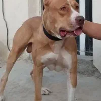 سگ پیتپول نر|سگ|تهران, مشیریه|دیوار