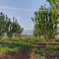 باغشهر-عالی-در-بیضا