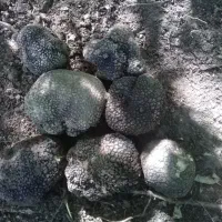 سگ دنبلانی|سگ|مینودشت, |دیوار