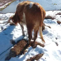 لیشه سیمینتال|حیوانات مزرعه|رشت, حومه رشت|دیوار