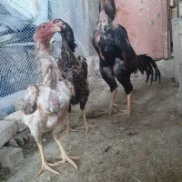 مرغ وخروس شامو