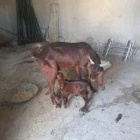 بز دوقلو|حیوانات مزرعه|سیوان, |دیوار