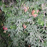 گاوداری|فروش دفتر صنعتی، کشاورزی، تجاری|ایوان, |دیوار