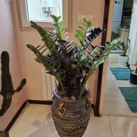 زاموفلیا بلک|گل و گیاه طبیعی|کرج, شهرک آسمان|دیوار