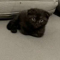 بچه گربه اسکاتیش