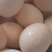 تخم مرغ محلی