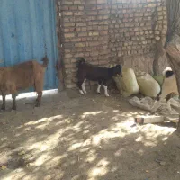 2عدد بز وبزغاله|حیوانات مزرعه|کاشمر, |دیوار