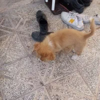 سگ اشپیتز|سگ|کرمان, |دیوار